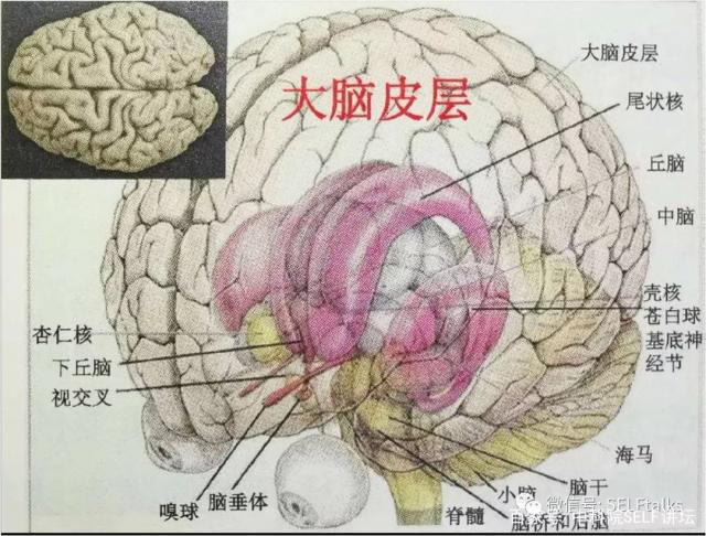 中国脑健康日关注“头”等大事,中国脑科技的未来是什么?