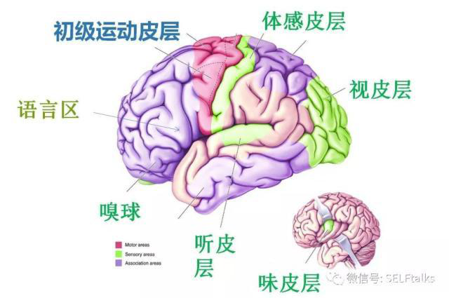 中国脑健康日关注“头”等大事,中国脑科技的未来是什么?